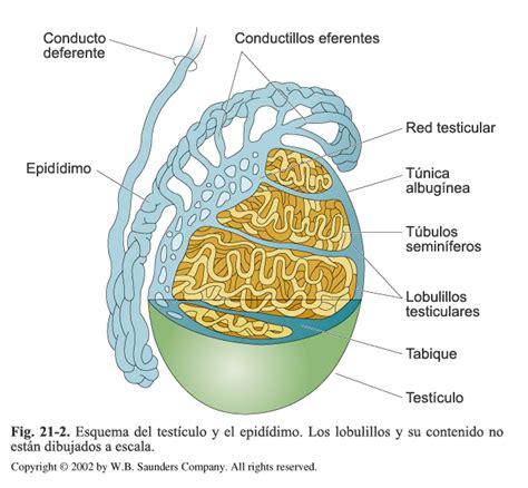 huevo hombre|Órganos reproductores masculinos: Anatomía y función 